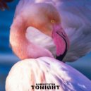 Sam Rotstin - Tonight