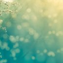 about : forest - The Land of Three Moons