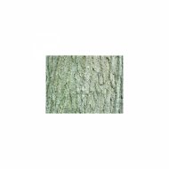 Mindfulness Healing BGM Project - Millet and Tension