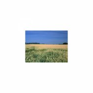 Mindfulness Healing BGM Project - Attention and Energy
