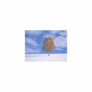 Mindfulness Healing BGM Project - Summer and Freedom (Sleep Mix)