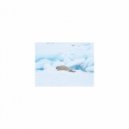 Mindfulness Healing Sleep BGM Project - Scorpion and Mental stability (Sleep Mix)