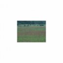Mindfulness Healing Sleep BGM Project - Catnip and Hearing (Sleep BGM)