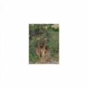 Mindfulness Healing Sleep BGM Project - Scorpion and Coping skills (Sleep BGM)