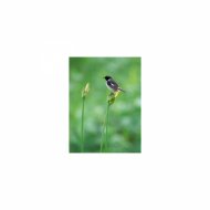 Mindfulness Healing Sleep BGM Project - Magnetism and Life